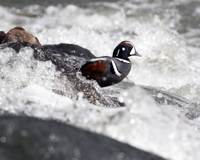 Harlequin Duck in the Rapids