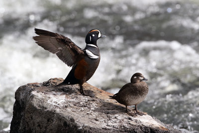 Harlequin Ducks on a Rock