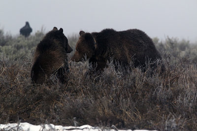 Hayden Valley Bears