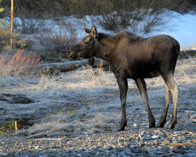 Moose at Dawn