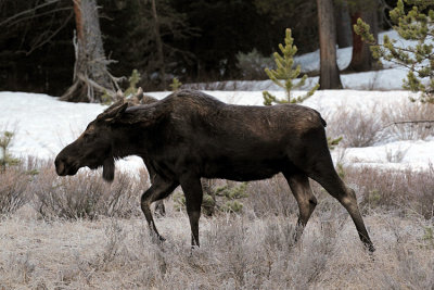 Moose by Warm Creek