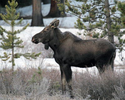 Moose in the Lamar