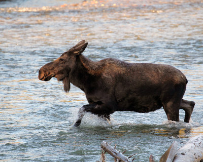 Moose in Warm Creek