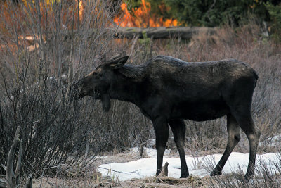 Moose Munching
