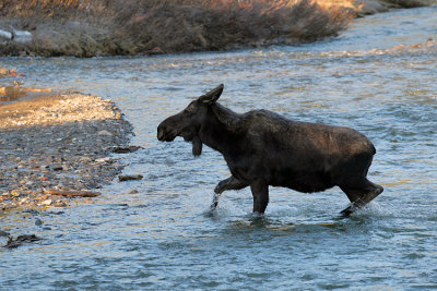 Moose Near the Bank