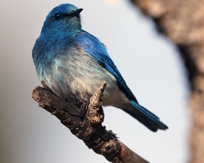 Mountain Bluebird Closeup