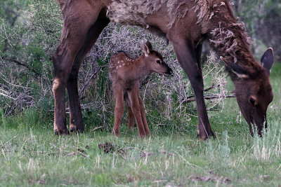 Newborn Elk Calf with Mom