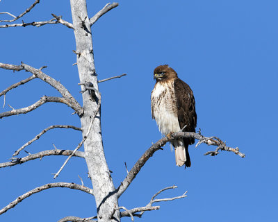 Red Tail Hawk by Lake Butte Overlook