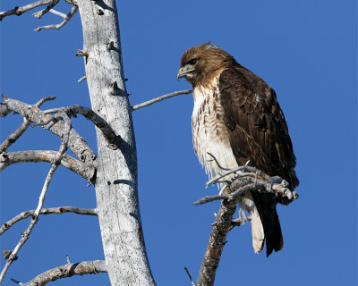 Red Tail Hawk Closeup