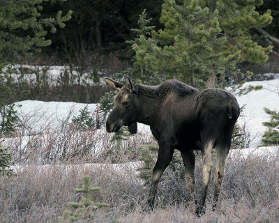 Young Moose Bull