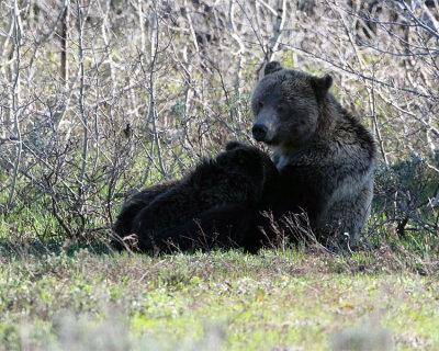 Blondie Nursing Her Cubs