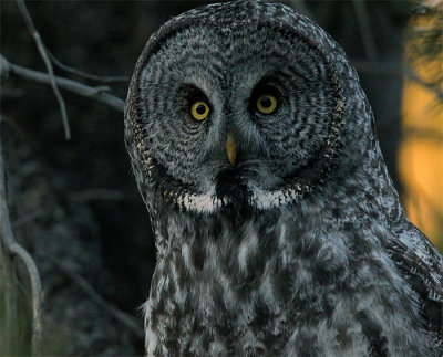Great Grey Owl Profile.jpg
