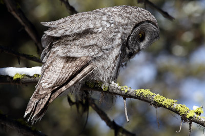 Great Grey Owl on a Snowy Branch