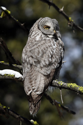 Great Grey Owl in the Pelican Valley