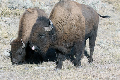 Bison on the Hill