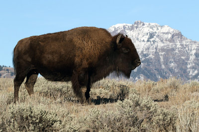Bison with the Mountains