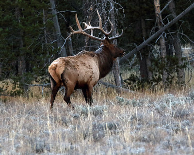 Bull Elk in the Tetons