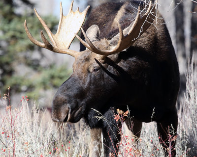 Bull Moose at Gros Ventre