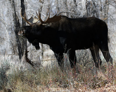 Bull Moose in the Campground