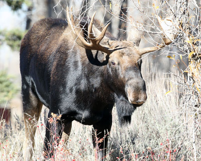 Bull Moose in the Thicket