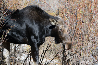 Cow Moose on the Gros Ventre