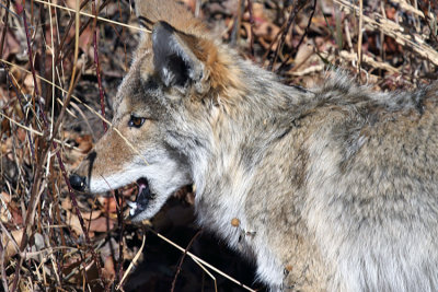 Coyote in the Thicket