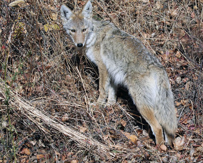Coyote Pup on the Hillside
