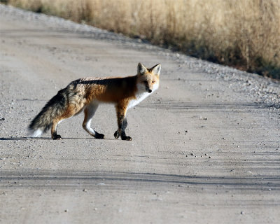Fox Crossing the Road