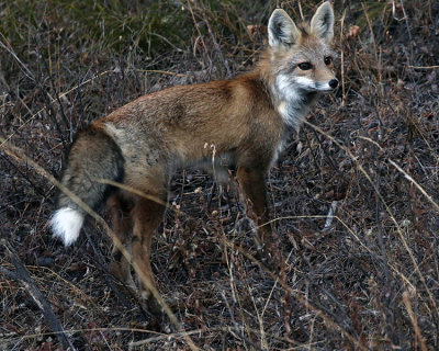 Fox Near Two Ocean Lake
