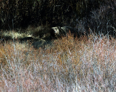 Grizzly on a Moose Carcass