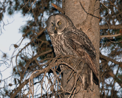 Great Grey Owl in Idaho