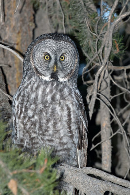 Great Grey Owl in the Woods