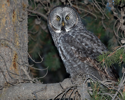 Great Grey Owl on a Branch