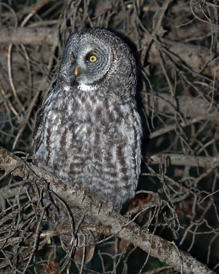 Great Grey Owl Vertical