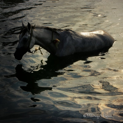 Horse in Water