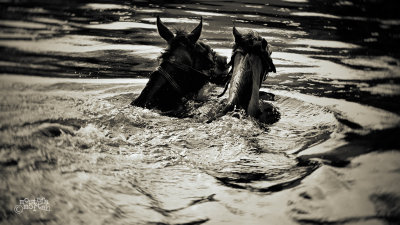 Swimming Horses