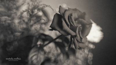 Roses #6