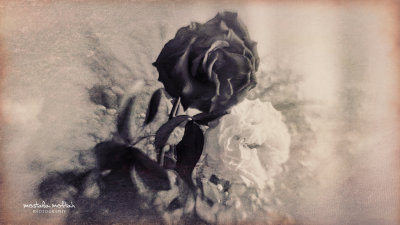 Roses #7