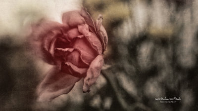 Pink Rose #1