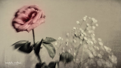 Pink Rose #2