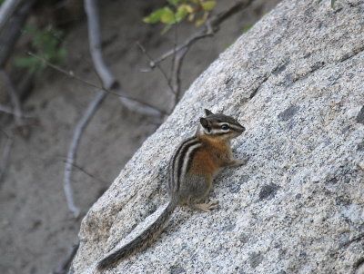 Least Chipmunk a IMG_2598.JPG