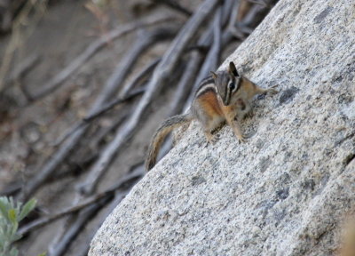 Least Chipmunk IMG_2596.JPG