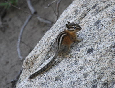 Least Chipmunk IMG_2598.JPG