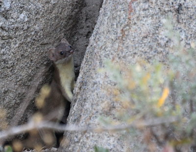 Long Tailed Weasel IMG_2603.JPG