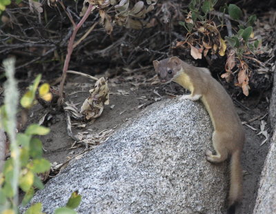 Long Tailed Weasel IMG_2606.JPG