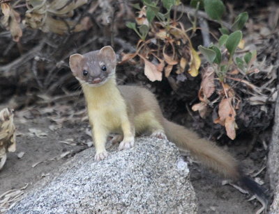 Long Tailed Weasel IMG_2609.JPG