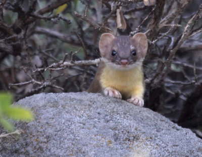 Long Tailed Weasel IMG_2619.JPG