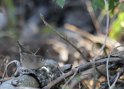 Pacific Wren IMG_2656.JPG
