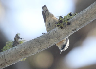 Red Breasted Nuthatch IMG_2536.jpg