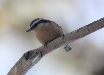 Red Breasted Nuthatch IMG_2542.jpg